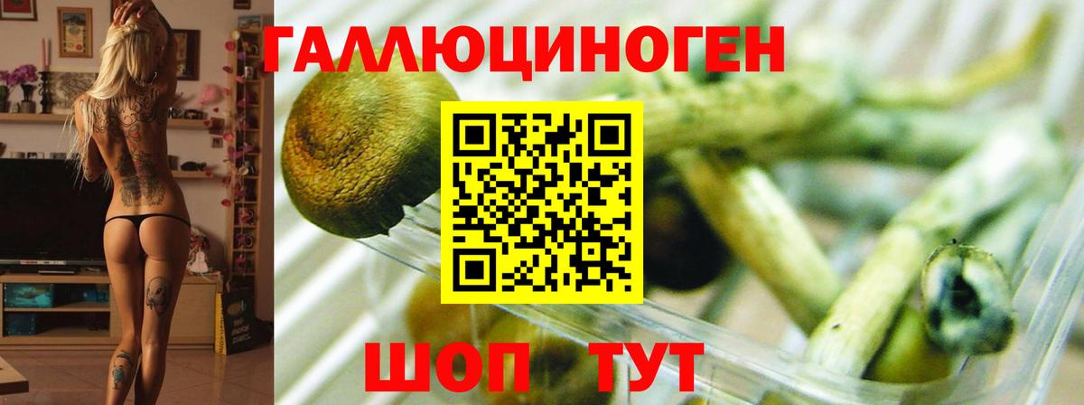 Нововоронеж  Псилоцибиновые грибы Psilocybe  хочу наркоту  Вход с VPN 